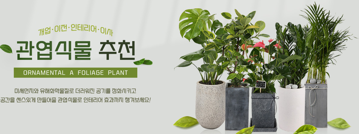 뉴디자인 관엽화분