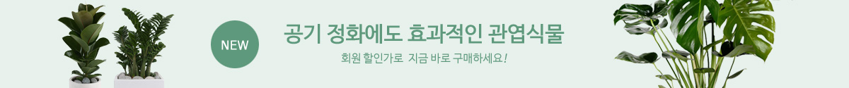 공기 정화에 효과있는 관엽식물