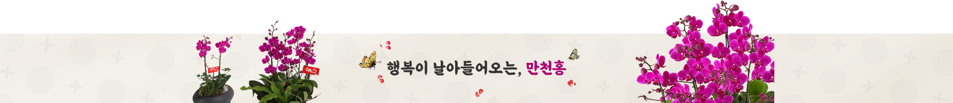 만천홍