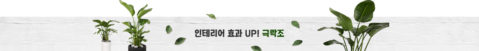 극락조
