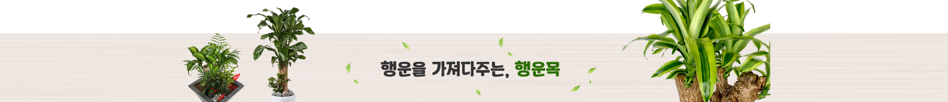 행운목