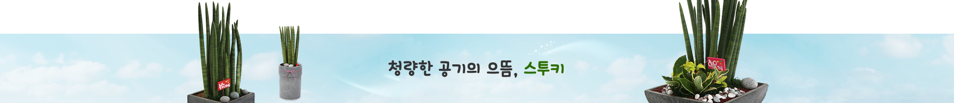 스투키
