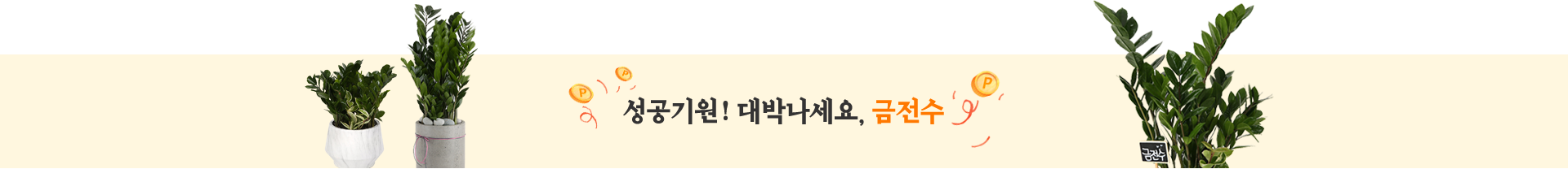 금전수