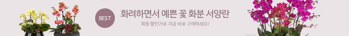 서양란