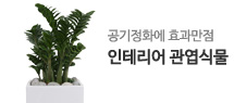 인테리어 관엽식물 미니배너
